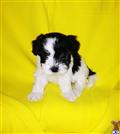 Maltipoo